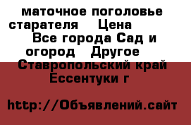 маточное поголовье старателя  › Цена ­ 3 700 - Все города Сад и огород » Другое   . Ставропольский край,Ессентуки г.